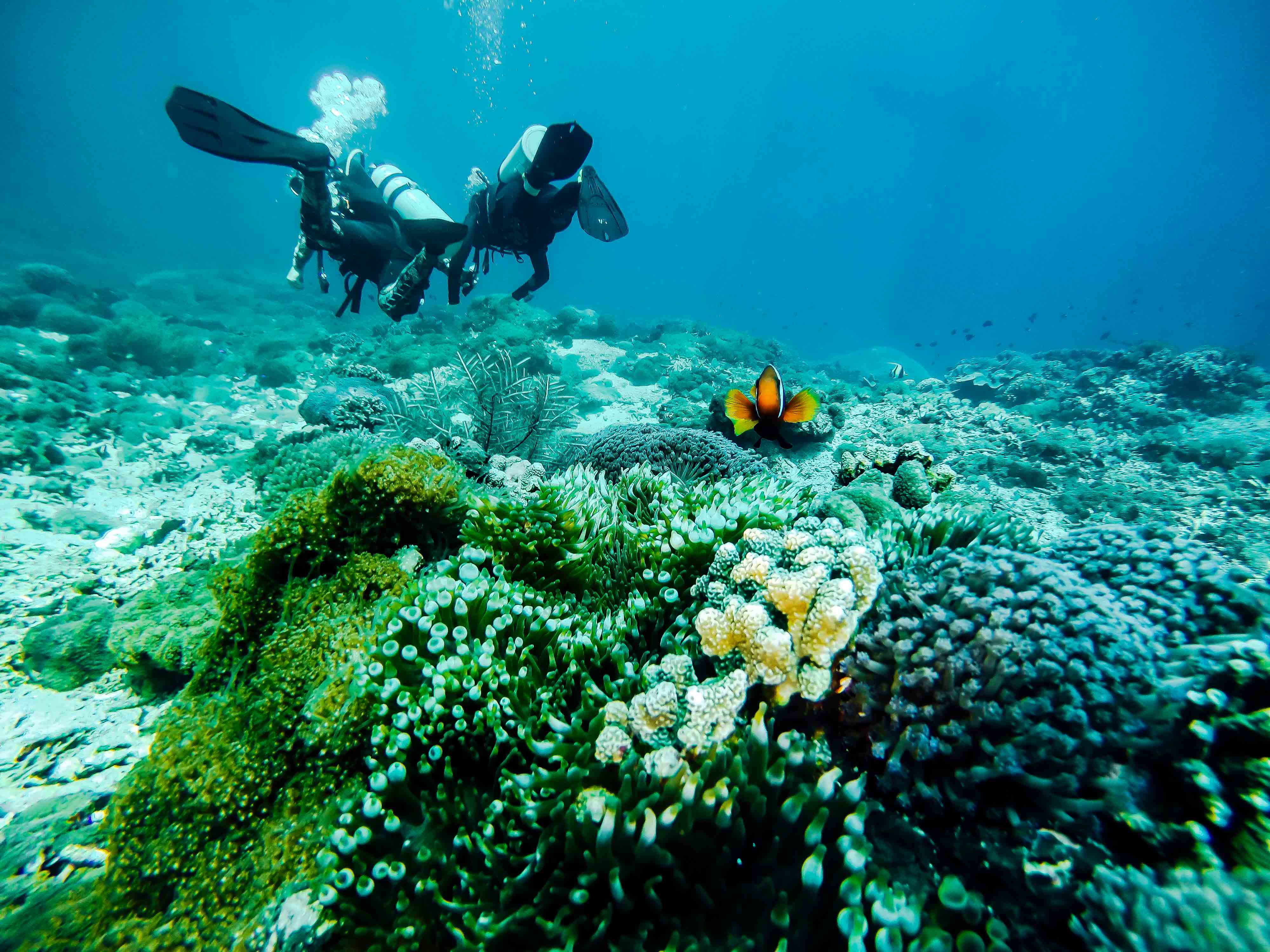  Vacances Plongée fundive plongee Nusa Penida Bali Indonésie Indonesie