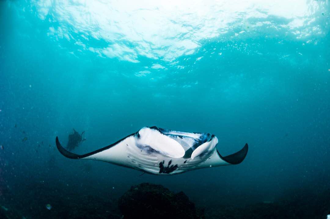 Driss Manta Dive