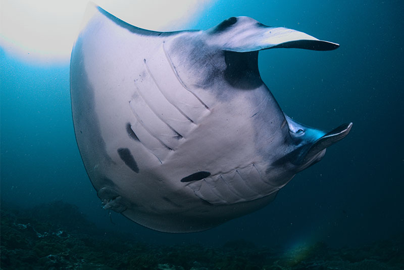 fundive nusa penida bali raie manta