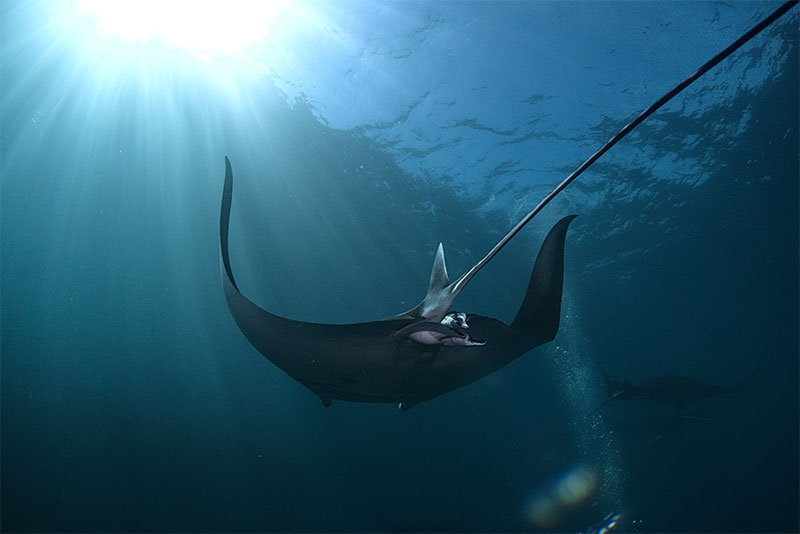 Fundive Nusa 4