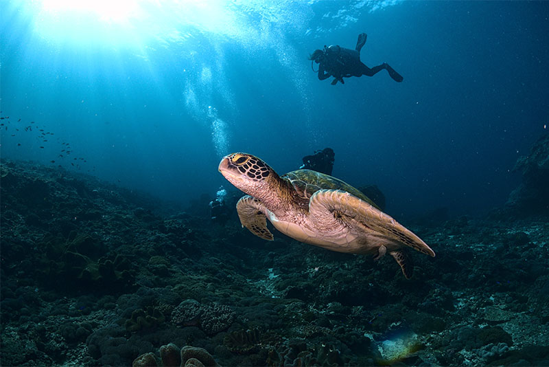 Nusa Penida Dive
