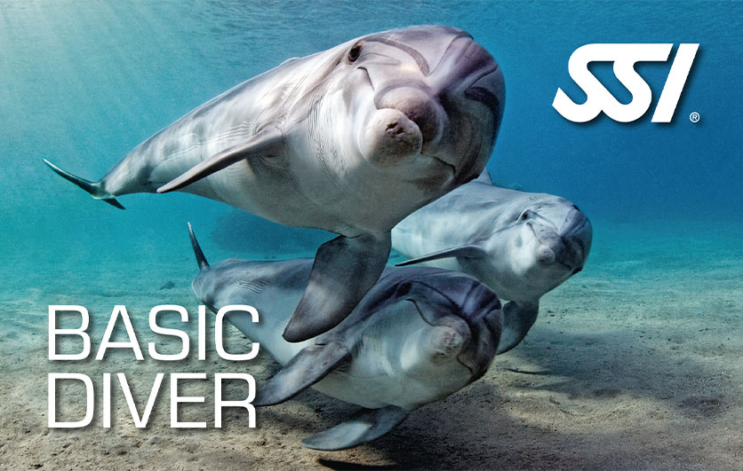 ssi_basic_diver