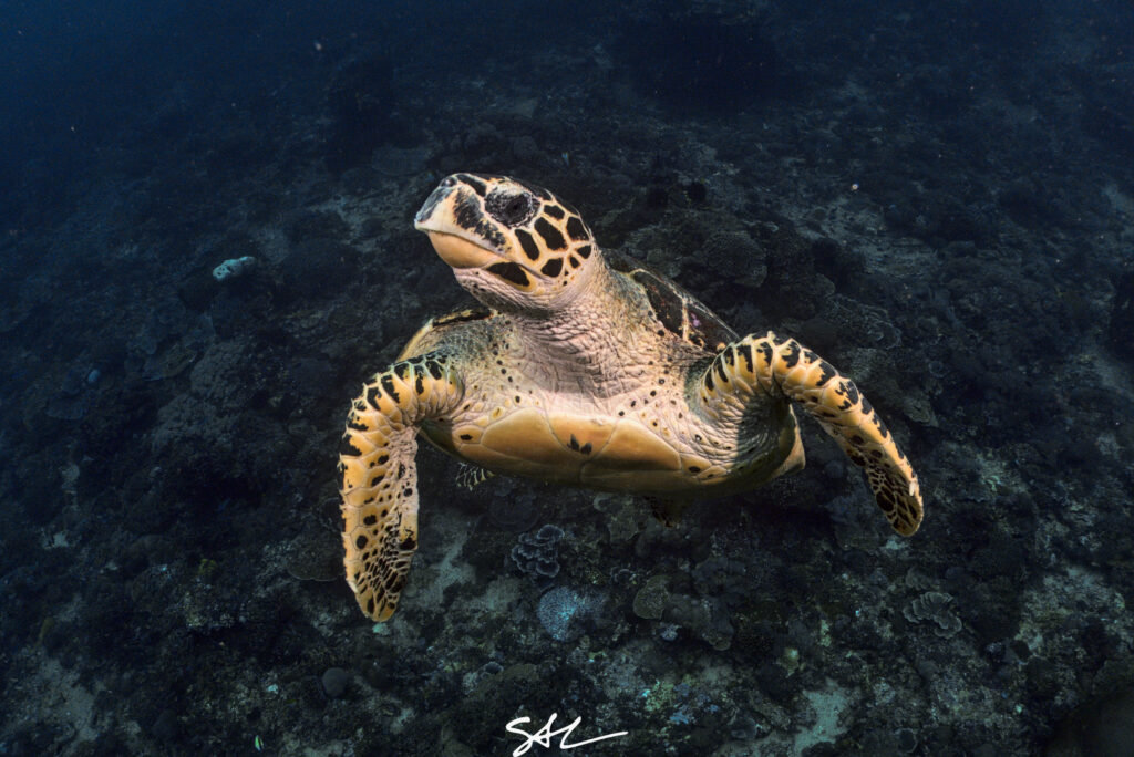 DSC04907 turtle_01