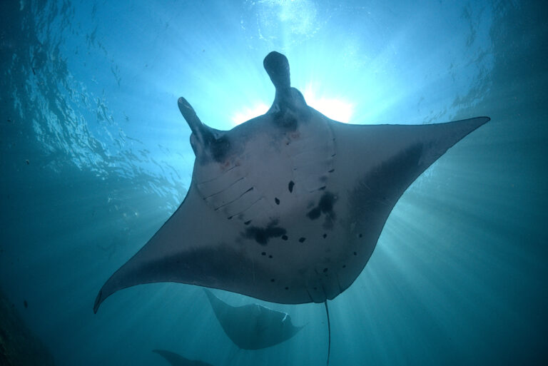 SAL03075 manta below