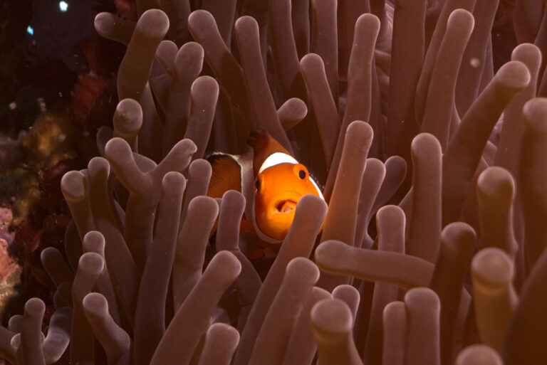 SAL07900 nemo para