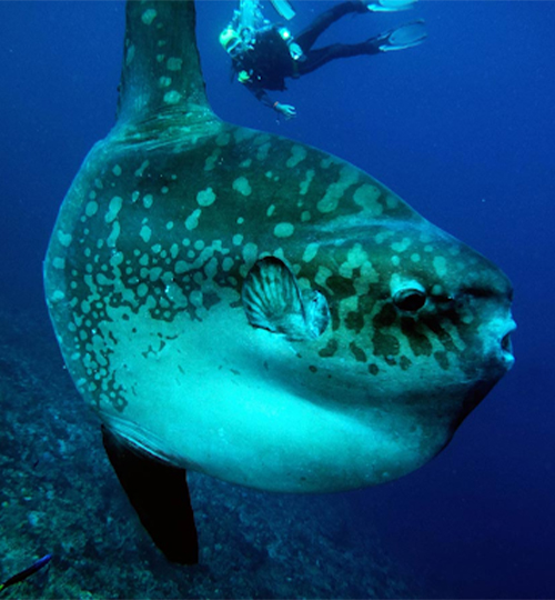 deepspecialityr_nusa_diving2