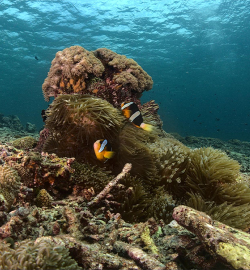 perfectbuoyancy_nusa_diving_3