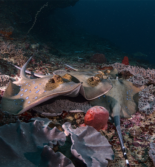 open water sea life nusa penida