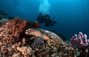 Tout ce que vous devez savoir sur l&rsquo;apnée à Nusa Penida